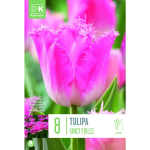 LILLESIBUL KAPITEYN NARMAS&Otilde;IELINE TULP "FANCY FRILLS"