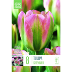 LILLESIBUL KAPITEYN ROHELISE&Otilde;IELINE TULP "GROENLAND"