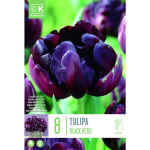 LILLESIBUL KAPITEYN T&Auml;IDIS&Otilde;IELINE TULP "BLACK HERO"