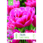 LILLESIBUL KAPITEYN T&Auml;IDIS&Otilde;IELINE TULP "SUNSET TROPICAL"