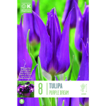 LILLESIBUL KAPITEYN LIILIA&Otilde;IELINE TULP "PURPLE DREAM"