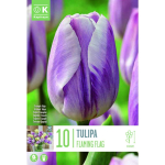 LILLESIBUL KAPITEYN TRIUMFTULP "FLAMING FLAG"