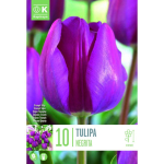 LILLESIBUL KAPITEYN TRIUMFTULP "NEGRITA"