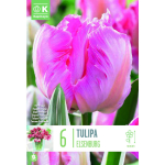 TULP KAPITEYN PARROT ELSENBURG 6TK
