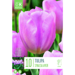 LILLESIBUL KAPITEYN TRIUMFTULP "SYNAEDA AMOR"