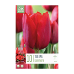 TRIUMFTULP KAPITEYN "SURRENDER" 10TK