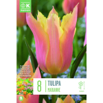 LIILIA&Otilde;IELINE TULP KAPITEYN MARIANNE 8TK