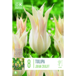 LIILIA&Otilde;IELINE TULP KAPITEYN JOHAN CRUIJFF 8TK