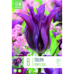 TULP KAPITEYN VIRIDIFLORA PURPLE DOLL 8TK