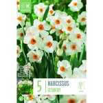 LILLESIBUL KAPITEYN TATSETT-NARTSISS "GERANIUM"