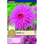 DAALIA KAPITEYN "ELGA" 1TK PAKIS