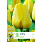 LILLESIBUL KAPITEYN DARWINH&Uuml;BRIIDTULP "NOVISUN" 10TK PAKIS