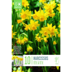LILLESIBUL KAPITEYN NARTSISS "TETE A TETE"