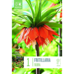 LILLESIBUL KAPITEYN K&Otilde;RGE P&Uuml;VILILL "RUBRA"