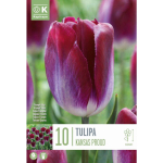 LILLESIBUL KAPITEYN TRIUMFTULP "KANSAS PROUD" 10TK PAKIS