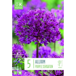 LILLESIBUL KAPITEYN AFLATUNI LAUK "PURPLE SENSATION"