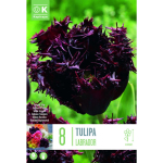 LILLESIBUL KAPITEYN NARMAS&Otilde;IELINE TULP "LABRADOR" 8TK PAKIS