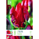 LILLESIBUL KAPITEYN PAPAGOITULP "ROCOCO"