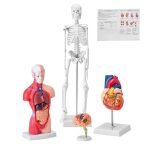 Inimese anatoomia 3D-mudeli komplekt, 4 osa (aju, s&uuml;da, torso, skelett)
