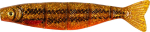 Pehmed landid Fox Rage Pro Shad Jointed, 14 cm, UV Goldie, 20 tk