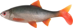 Pehmed landid Fox Rage Ultra Natural Roach, 18 cm hulgipakend, 16 tk