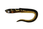 Pehmed landid Fox Rage Slick Eel, 42 cm, Burbot