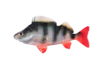 Pehmed landid Fox Rage Ultra Natural Perch Fillet, 6 cm, 4 tk