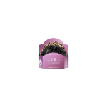 Sprunchie Slim Premium Leo is the New Black - hair ties ( 2 pcs )