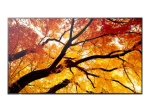 Sharp MultiSync EA272Q 27-tolline 2K (2560 x 1440) TFT/IPS HDMI DisplayPort 60 Hz Monitor