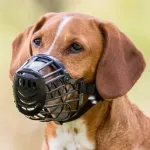 Muss koertele - Trixie Muzzle, Plastic. Size L-XL, 35 cm, 8.9cm