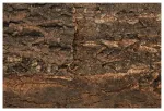 Terrariumi taust : Repti Planet Background cork natural 29x27,3x2cm