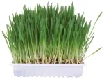 Kassirohi - Trixie Small animal grass, 100gr