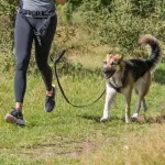 Jooksurihm : Trixie Waist Belt with Leash, 70&ndash;130 cm|9 cm, lead: 1.20&ndash;1.50 m|25 mm, v&ouml;&ouml;koha &uuml;mberm&otilde;&otilde;t: 75&ndash;120 cm