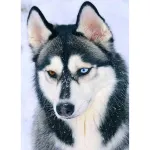 5D teemantmaal 30 &times; 40 cm &ndash; Amazing Husky (LE130e)