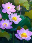 5D teemantmaal 30 &times; 40 cm &ndash; Water Lilies (LE151e)