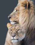 5D teemantmaal 40 &times; 50 cm &ndash; Lion Family (LG203e)