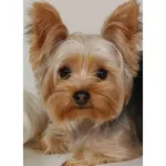 5D teemantmaal 30 &times; 40 cm &ndash; Faithful Friend (LE128e)