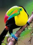 5D teemantmaal 30 &times; 40 cm &ndash; Rainbow Toucan (LE129e)
