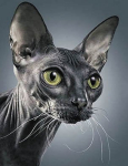 5D teemantmaal 50 &times; 65 cm &ndash; Sphynx Cat (LMC034e)