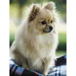 5D teemantmaal 30 &times; 40 cm &ndash; True Friend (LE131e)