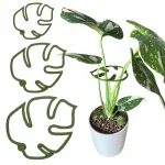 Taimede toestus MONSTERA STRONG Gripper Clasp S M L 3x