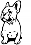 Taustata kleebis FRENCH BULLDOG autole, 24 x 12 cm