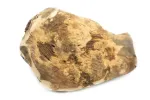 Koerte n&auml;rimism&auml;nguasi 4DOGS Heather Wood Root XL