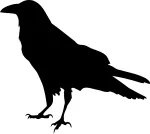 Auto kleebis KRUK CROW, 9 x 10 cm, taustata