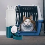 Riputatav kauss ja veepudel kassidele, sinine