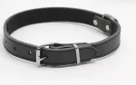 Koera kaelarihm COMFY HECTOR must, S, 40 x 1,5 cm