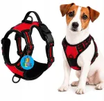Koera kaitsev s&auml;rk RED GUARD M, 38&ndash;71 cm, taksidele, mopsidele, Jack Russelli terjeritele