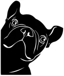 Auto kleebis taustata FRENCH BULLDOG, 16,5 x 14 cm