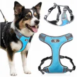 R&otilde;huvabad reguleeritavad kerged koera valjad, M suurus