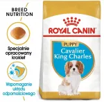 Kuiv koeratoit ROYAL CANIN Cavalier King Charles noortele, 1,5 kg